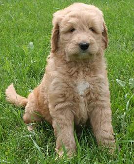 goldendoodle in the spring