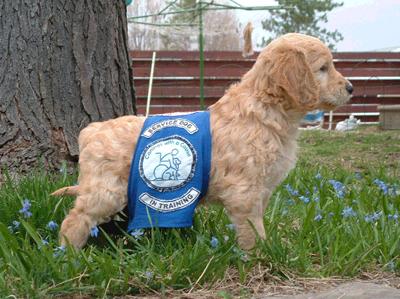 canines with a cause goldendoodle