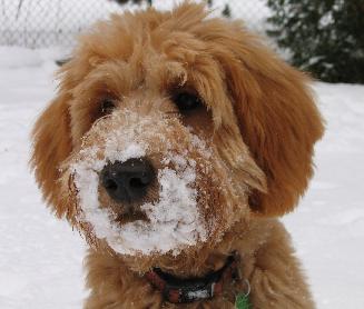 goldendoodle in the snow