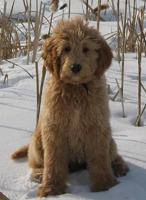 goldendoodle in the winter