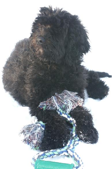 picture of a black goldendoodle