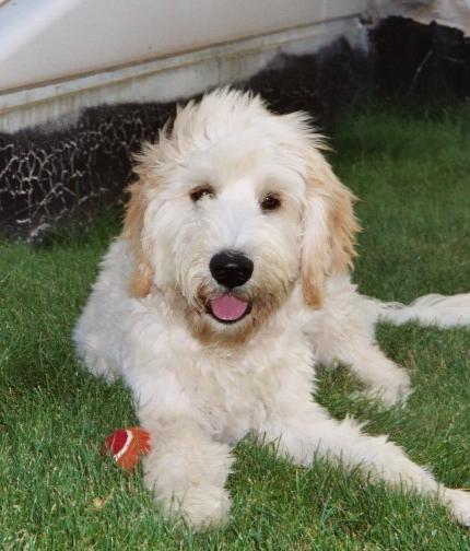 goldendoodle with a ball