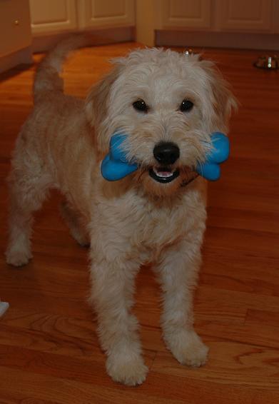 goldendoodle with a bone