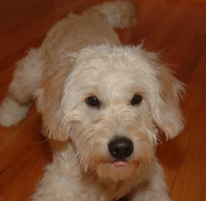 picture of a goldendoodle