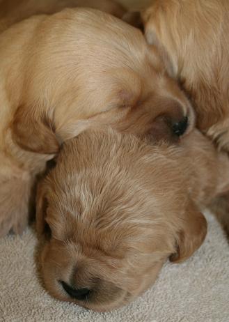 goldendoodle puppies picture 