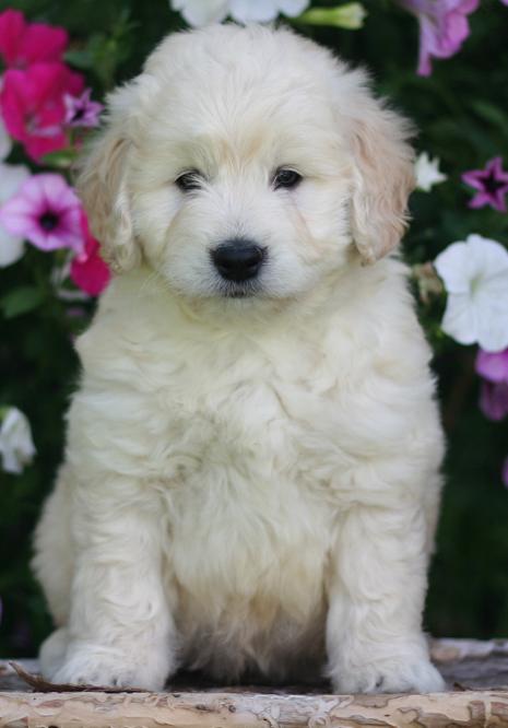goldendoodle puppy. Beautiful Goldendoodle Puppies