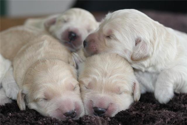 miniature goldendoodle puppies for sale. mini goldendoodle puppies for